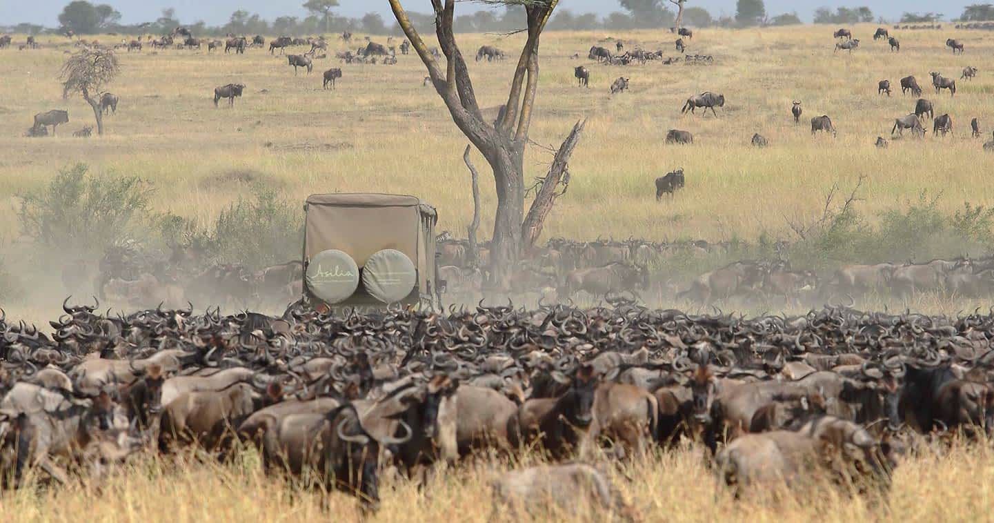 Things that I can do on 3 Days Kenya tour in Masai mara national reserve